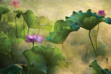 沐浴晨曦（一等獎） 許晖 攝